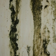 mold on a wall