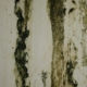 mold on a wall